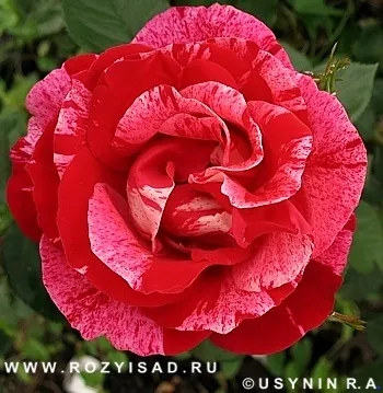 Троянди і сад