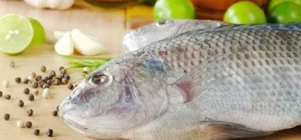 Риба голець де вона водиться, фото, факти про користь і шкоду морепродукту (риба голець опис) Риба голець де вона водиться, фото, факти про користь і шкоду морепродукту
