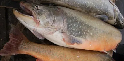 Риба голець де вона водиться, фото, факти про користь і шкоду морепродукту (голець смакові якості) Риба голець де вона водиться, фото, факти про користь і шкоду морепродукту