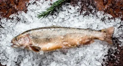 Риба голець де вона водиться, фото, факти про користь і шкоду морепродукту (чим корисний голець) Риба голець де вона водиться, фото, факти про користь і шкоду морепродукту