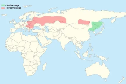 Ротан - риба паразит