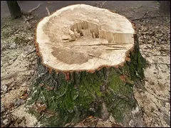 Як легко видалити пень