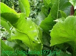 Як позбутися від хрону на городі (городі) Як позбутися від хрону на городі