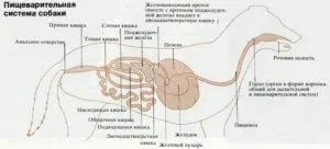 Як лікувати запалення кишечника у собаки (запаленні товстого кишечника) Як лікувати запалення кишечника у собаки