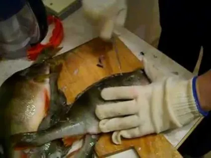Як легко почистити від луски окуня, річкового або морського, і швидко його обробити відео (річкового) Як легко почистити від луски окуня, річкового або морського, і швидко його обробити відео