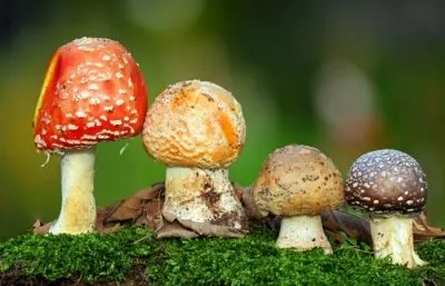 Як не отруїтися грибами - заходи профілактики (профілактики) Як не отруїтися грибами - заходи профілактики
