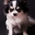 Як відрізнити чихуахуа від помісі, decordog