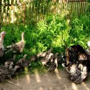Як відрізнити індика від індички поради та фото огляд (індички) Як відрізнити індика від індички поради та фото огляд