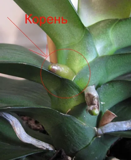 Як орхідея фаленопсис (phalaenopsis) випускає цветонос і як відрізнити його від кореня (цветонос) Як орхідея фаленопсис (phalaenopsis) випускає цветонос і як відрізнити його від кореня