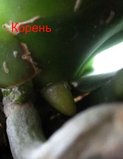 Як орхідея фаленопсис (phalaenopsis) випускає цветонос і як відрізнити його від кореня (орхідея) Як орхідея фаленопсис (phalaenopsis) випускає цветонос і як відрізнити його від кореня
