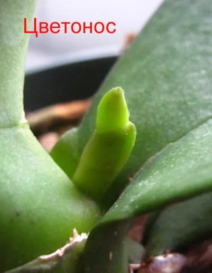 Як орхідея фаленопсис (phalaenopsis) випускає цветонос і як відрізнити його від кореня (реанімація орхідеї фаленопсис phalaenopsis без коренів) Як орхідея фаленопсис (phalaenopsis) випускає цветонос і як відрізнити його від кореня