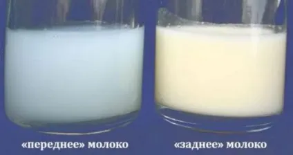 Якого кольору грудне молоко повинно бути у жінки (біле, жовте або блакитне) (грудне) Якого кольору грудне молоко повинно бути у жінки (біле, жовте або блакитне)