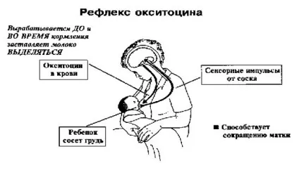 Якого кольору грудне молоко у жінки після пологів