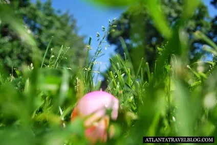 Як відзначають Великдень в сша, atlanta travel (atlanta) Як відзначають Великдень в сша, atlanta travel