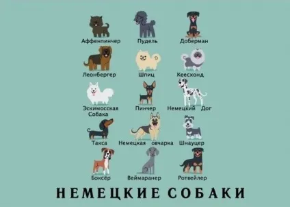Якої породи ваш собака