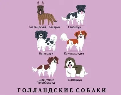Якої породи ваш собака