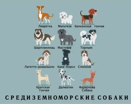 Якої породи ваш собака
