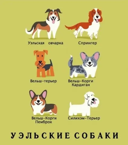 Якої породи ваш собака