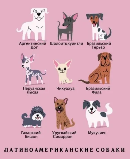 Якої породи ваш собака