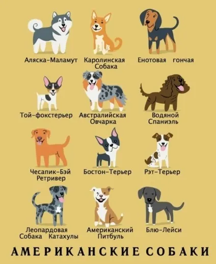 Якої породи ваш собака