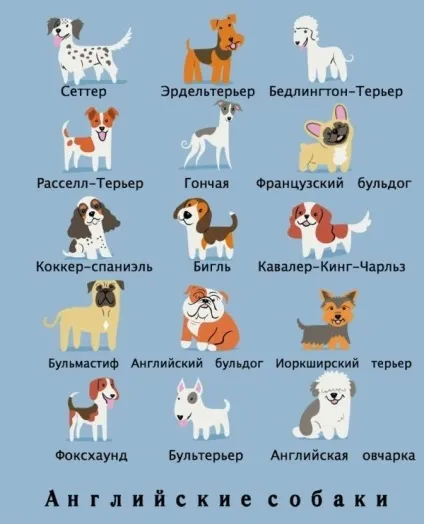 Якої породи ваш собака