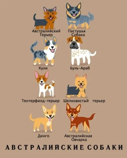 Якої породи ваш собака