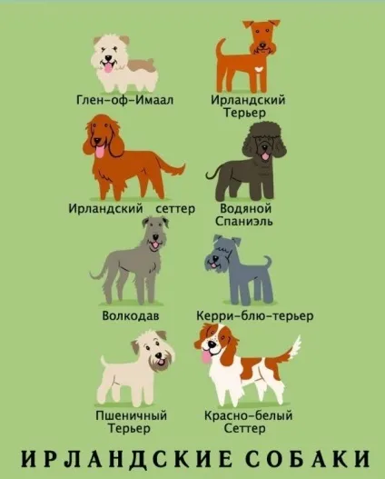 Якої породи ваш собака