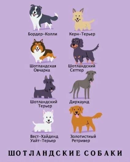 Якої породи ваш собака