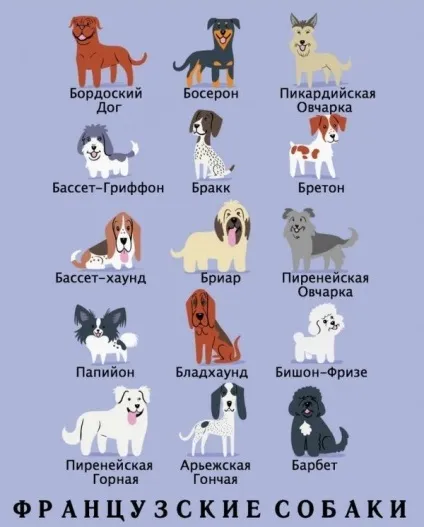 Якої породи ваш собака