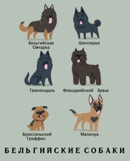 Якої породи ваш собака