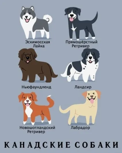 Якої породи ваш собака
