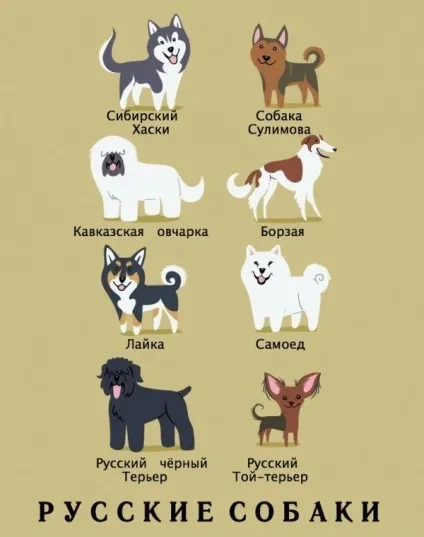 Якої породи ваш собака