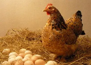 Як підвищити несучість курей в домашніх умовах (підвищити) Як підвищити несучість курей в домашніх умовах