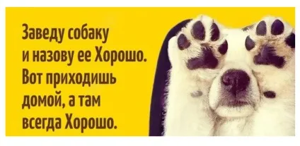 Як зрозуміти, що ти готовий завести собаку (варто купувати собаку) Як зрозуміти, що ти готовий завести собаку