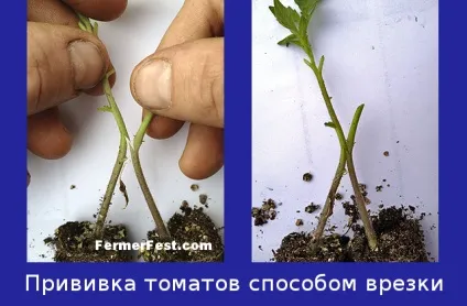 Як отримати щеплені томати (Спосіб щеплення встик) Як отримати щеплені томати