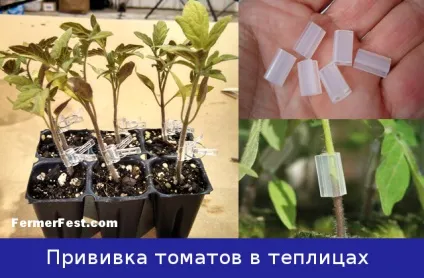 Як отримати щеплені томати (томати) Як отримати щеплені томати