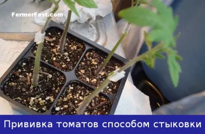 Як отримати щеплені томати (томати) Як отримати щеплені томати