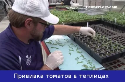 Як отримати щеплені томати (томати) Як отримати щеплені томати