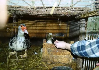 Як побудувати гнізда для індоуток своїми руками креслення (своїми) Як побудувати гнізда для індоуток своїми руками креслення