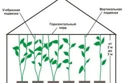 Як правильно пікірувати солодкий перець (перець) Як правильно пікірувати солодкий перець