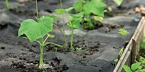 Як правильно користуватися Епін екстра правила застосування препарату для вирощування розсади і (епін екстра розсада інструкція застосування кімнатний рослина добриво) Як правильно користуватися Епін екстра правила застосування препарату для вирощування розсади і