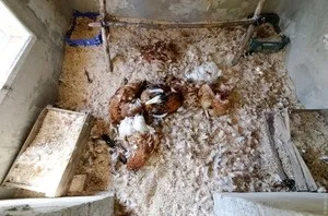 Як спіймати тхора, ласку, куницю в курнику і захистити своїх домашніх курей (ласку) Як спіймати тхора, ласку, куницю в курнику і захистити своїх домашніх курей