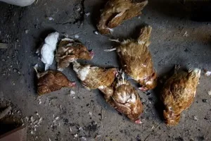 Як спіймати тхора, ласку, куницю в курнику і захистити своїх домашніх курей (ласку) Як спіймати тхора, ласку, куницю в курнику і захистити своїх домашніх курей