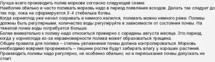 Як правильно поливати морква