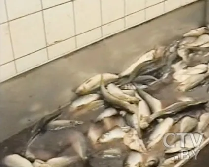 Як надають простроченим продуктам свіжий вигляд, новини (продуктам) Як надають простроченим продуктам свіжий вигляд, новини