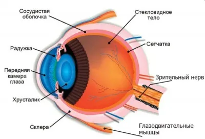 Як працює око