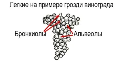 Як працюють легені - механізм газообміну, рецепт здоров'я (працюють) Як працюють легені - механізм газообміну, рецепт здоров'я