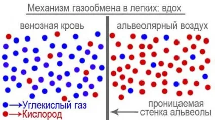 Як працюють легені - механізм газообміну, рецепт здоров'я (як працюють легені) Як працюють легені - механізм газообміну, рецепт здоров'я