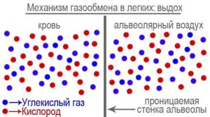 Як працюють легені - механізм газообміну, рецепт здоров'я (газообміну) Як працюють легені - механізм газообміну, рецепт здоров'я