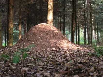 Як притягнути гроші за допомогою мурах (гроші) Як притягнути гроші за допомогою мурах